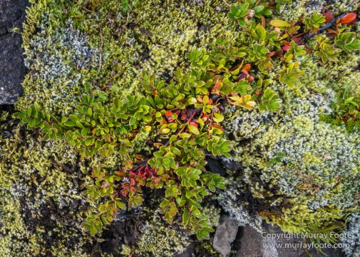 Glacier, Iceland, Landscape, Laufskalavarda, Macro, Nature, Photography, Skaftafell, Skaftafellsjökull, Travel, Wilderness