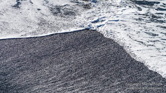 Dyrhólaey, Iceland, Landscape, Nature, Photography, seascape, Travel, Vik, Wilderness9