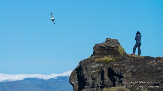 Dyrhólaey, Iceland, Landscape, Nature, Photography, seascape, Travel, Vik, Wilderness