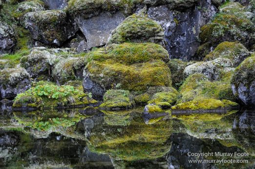 Ásbyrgi, Iceland, Jökulsárgljúfur National Park, Landscape, Nature, Photography, Reflections, Travel, Wilderness