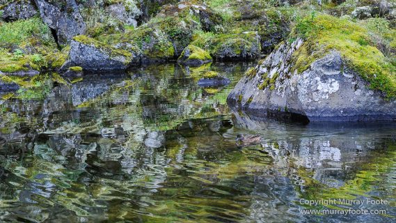 Ásbyrgi, Iceland, Jökulsárgljúfur National Park, Landscape, Nature, Photography, Reflections, Travel, Wilderness