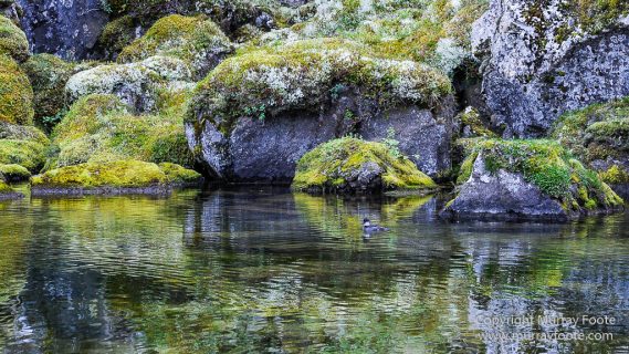 Ásbyrgi, Iceland, Jökulsárgljúfur National Park, Landscape, Nature, Photography, Reflections, Travel, Wilderness