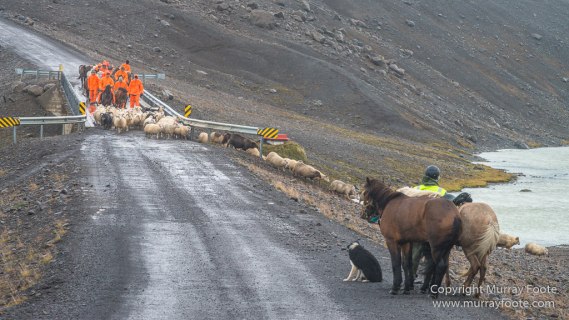 Architecture, Hellisfjall, Highlands, Horses, Iceland, Kerlingarfjöll, Landscape, Nature, Photography, Sheep, Travel, Wilderness