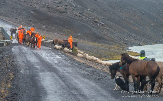 Architecture, Hellisfjall, Highlands, Horses, Iceland, Kerlingarfjöll, Landscape, Nature, Photography, Sheep, Travel, Wilderness