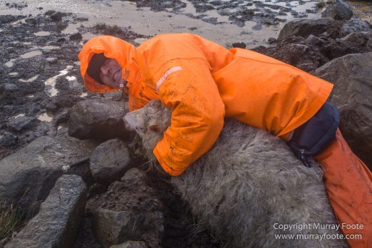 Architecture, Hellisfjall, Highlands, Horses, Iceland, Kerlingarfjöll, Landscape, Nature, Photography, Sheep, Travel, Wilderness