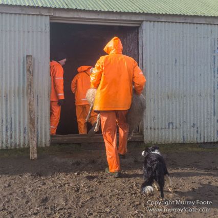Architecture, Hellisfjall, Highlands, Horses, Iceland, Kerlingarfjöll, Landscape, Nature, Photography, Sheep, Travel, Wilderness