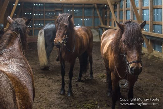 Architecture, Hellisfjall, Highlands, Horses, Iceland, Kerlingarfjöll, Landscape, Nature, Photography, Sheep, Travel, Wilderness