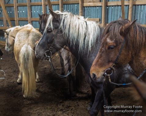 Architecture, Hellisfjall, Highlands, Horses, Iceland, Kerlingarfjöll, Landscape, Nature, Photography, Sheep, Travel, Wilderness