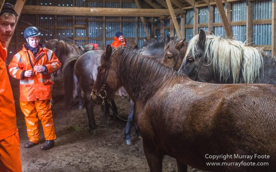 Architecture, Hellisfjall, Highlands, Horses, Iceland, Kerlingarfjöll, Landscape, Nature, Photography, Sheep, Travel, Wilderness