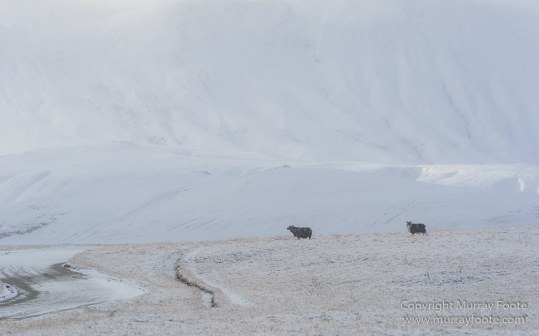 Highlands, Iceland, Landmannahellir, Landmannaleið, Landscape, Nature, Photography, Snow, Travel, Wilderness