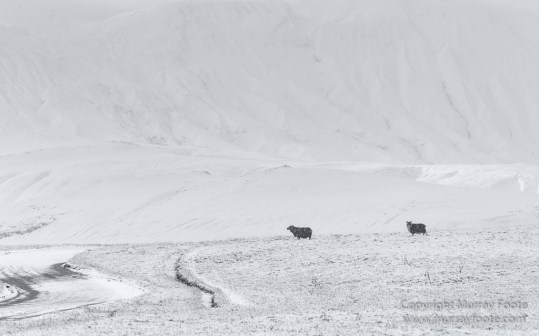 Black and White, Iceland, Landscape, Monochrome, Nature, Photography, Snow, Travel, Waterfall, Wilderness