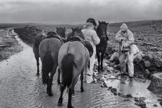 Architecture, Black and White, Ice, Iceland, Landscape, Monochrome, Nature, Photography, Sheep, Snow, Travel, Waterfall, Wilderness