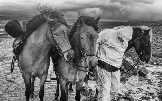 Architecture, Black and White, Ice, Iceland, Landscape, Monochrome, Nature, Photography, Sheep, Snow, Travel, Waterfall, Wildernesst