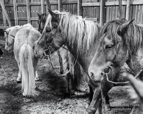 Architecture, Black and White, Ice, Iceland, Landscape, Monochrome, Nature, Photography, Sheep, Snow, Travel, Waterfall, Wilderness