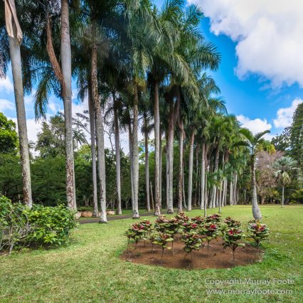 Archaeology, Architecture, History, Landscape, Mauritius, Notre Dame Auxiliatrice Chapel, Photography, seascape, Sir Seewoosagur Ramgoolam Botanical Garden, Travel, Wildlife
