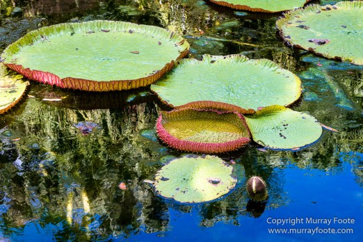 Archaeology, Architecture, History, Landscape, Mauritius, Notre Dame Auxiliatrice Chapel, Photography, seascape, Sir Seewoosagur Ramgoolam Botanical Garden, Travel, Wildlife