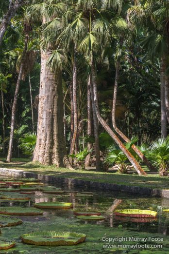 Archaeology, Architecture, History, Landscape, Mauritius, Notre Dame Auxiliatrice Chapel, Photography, seascape, Sir Seewoosagur Ramgoolam Botanical Garden, Travel, Wildlife