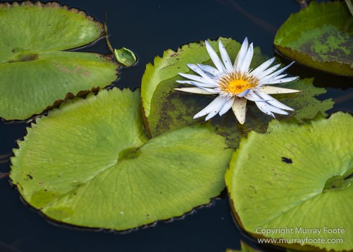 Archaeology, Architecture, History, Landscape, Mauritius, Notre Dame Auxiliatrice Chapel, Photography, seascape, Sir Seewoosagur Ramgoolam Botanical Garden, Travel, Wildlife