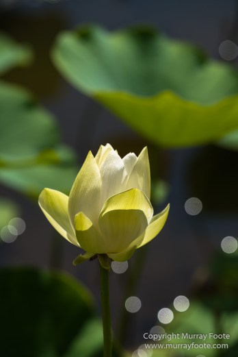 Archaeology, Architecture, History, Landscape, Mauritius, Notre Dame Auxiliatrice Chapel, Photography, seascape, Sir Seewoosagur Ramgoolam Botanical Garden, Travel, Wildlife
