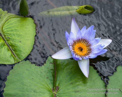 Archaeology, Architecture, History, Landscape, Mauritius, Notre Dame Auxiliatrice Chapel, Photography, seascape, Sir Seewoosagur Ramgoolam Botanical Garden, Travel, Wildlife