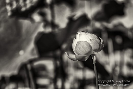 Architecture, Black and White, Fishing boat, Flowers, History, Isle aux Aigrettes, Landscape, Mahebourg, Mauritius, Monochrome, Nature, Photography, seascape, Travel, Wildlife