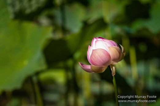 Archaeology, Architecture, History, Landscape, Mauritius, Notre Dame Auxiliatrice Chapel, Photography, seascape, Sir Seewoosagur Ramgoolam Botanical Garden, Travel, Wildlife