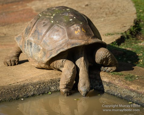Archaeology, Architecture, History, Landscape, Mauritius, Notre Dame Auxiliatrice Chapel, Photography, seascape, Sir Seewoosagur Ramgoolam Botanical Garden, Travel, Wildlife