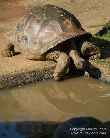 Archaeology, Architecture, History, Landscape, Mauritius, Notre Dame Auxiliatrice Chapel, Photography, seascape, Sir Seewoosagur Ramgoolam Botanical Garden, Travel, Wildlife