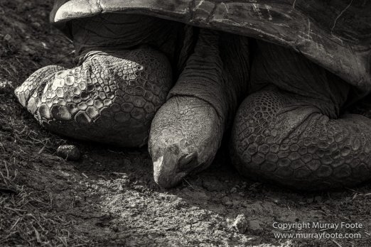 Architecture, Black and White, Fishing boat, Flowers, History, Isle aux Aigrettes, Landscape, Mahebourg, Mauritius, Monochrome, Nature, Photography, seascape, Travel, Wildlife