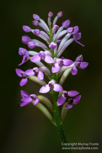 Architecture, Forêt de Bébour, Landscape, Macro, Nature, Photography, Reunion, seascape, Travel, Wilderness