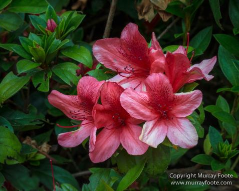 Architecture, Forêt de Bébour, Landscape, Macro, Nature, Photography, Reunion, seascape, Travel, Wilderness
