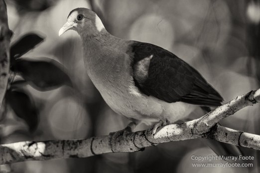 Architecture, Black and White, Fishing boat, Flowers, History, Isle aux Aigrettes, Landscape, Mahebourg, Mauritius, Monochrome, Nature, Photography, seascape, Travel, Wildlife