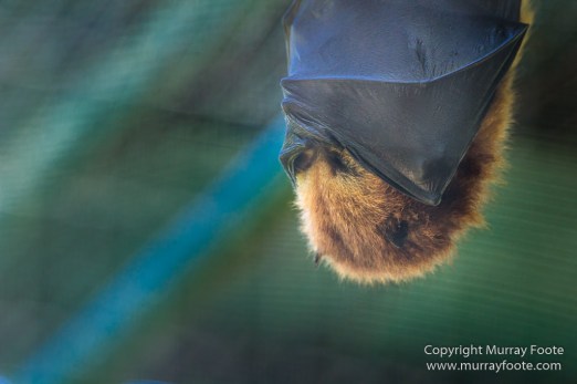 Architecture, Landscape, Mauritius, Photography, seascape, Travel, Wildlife