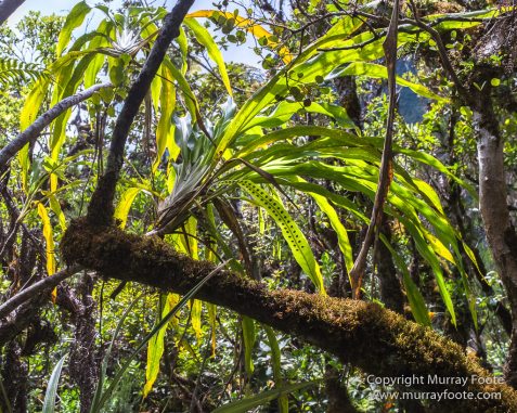 Architecture, Forêt de Bébour, Landscape, Macro, Nature, Photography, Reunion, seascape, Travel, Wilderness