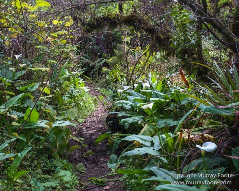 Architecture, Forêt de Bébour, Landscape, Macro, Nature, Photography, Reunion, seascape, Travel, Wilderness