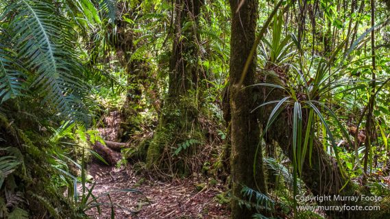Architecture, Forêt de Bébour, Landscape, Macro, Nature, Photography, Reunion, seascape, Travel, Wilderness