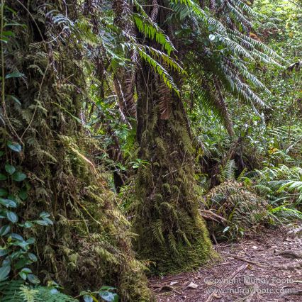 Architecture, Forêt de Bébour, Landscape, Macro, Nature, Photography, Reunion, seascape, Travel, Wilderness