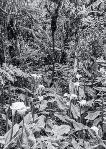 Architecture, Cilaos, Forêt de Bébour, Grand Galet, Hell-bourg, Landscape, Le Maido, Macro, Nature, Photography, Piton Sainte Rose, Reunion, Travel, Vieux port, Wilderness