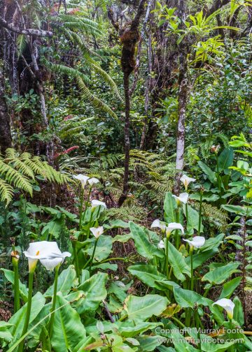 Architecture, Forêt de Bébour, Landscape, Macro, Nature, Photography, Reunion, seascape, Travel, Wilderness