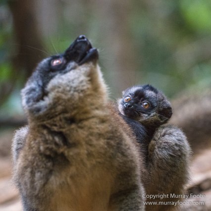 Architecture, Landscape, Madagascar, Marozevo, Nature, Peyrieras Nature reserve, Photography, Travel, Wilderness, Wildlife