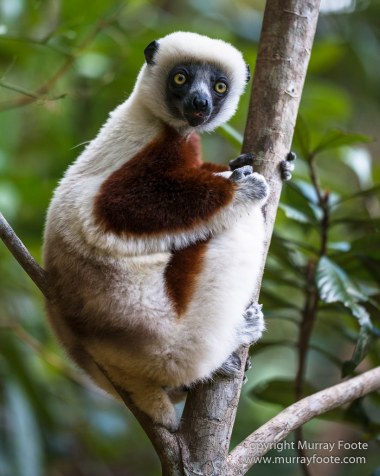 Architecture, Landscape, Madagascar, Marozevo, Nature, Peyrieras Nature reserve, Photography, Travel, Wilderness, Wildlife