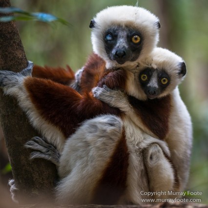 Architecture, Landscape, Madagascar, Marozevo, Nature, Peyrieras Nature reserve, Photography, Travel, Wilderness, Wildlife