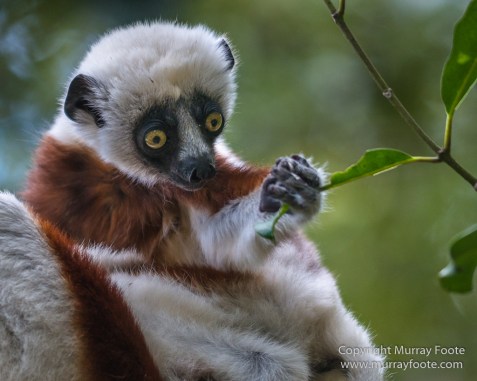 Architecture, Landscape, Madagascar, Marozevo, Nature, Peyrieras Nature reserve, Photography, Travel, Wilderness, Wildlife