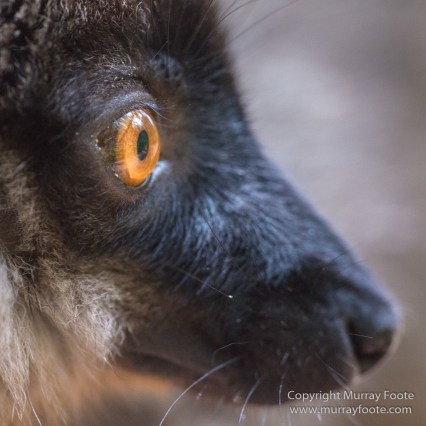 Architecture, Landscape, Madagascar, Marozevo, Nature, Peyrieras Nature reserve, Photography, Travel, Wilderness, Wildlife