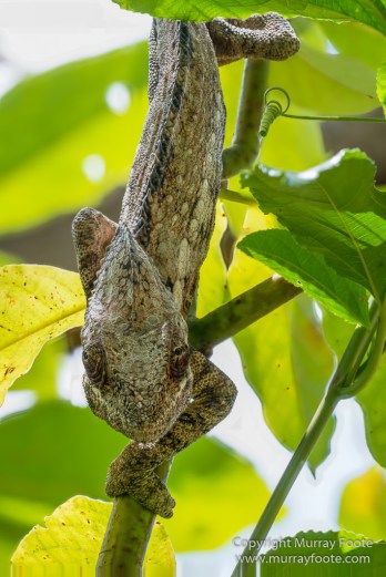 Chameleons, Madagascar, Marozevo, Nature, Peyrieras Nature reserve, Photography, Travel, Wilderness, Wildlife