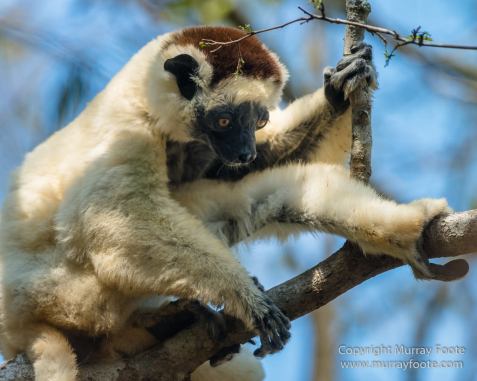 Kirindy, Landscape, Lemurs, Madagascar, Morondava, Nature, Owls, Photography, Travel, Wildlife