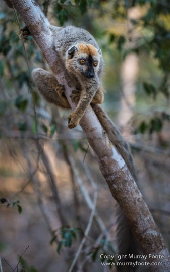 Drongo, Fossa, Gecko, Iguana, Kirindy, Landscape, Lemurs, Madagascar, Morondava, Nature, Photography, Red fronted lemur, Travel, Wildlife