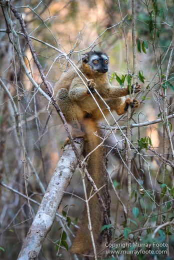 Drongo, Fossa, Gecko, Iguana, Kirindy, Landscape, Lemurs, Madagascar, Morondava, Nature, Photography, Red fronted lemur, Travel, Wildlife