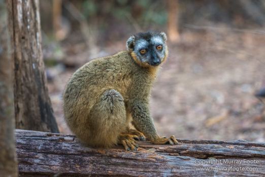 Drongo, Fossa, Gecko, Iguana, Kirindy, Landscape, Lemurs, Madagascar, Morondava, Nature, Photography, Red fronted lemur, Travel, Wildlife