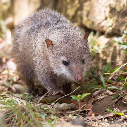 Architecture, Landscape, Madagascar, Marozevo, Nature, Peyrieras Nature reserve, Photography, Travel, Wilderness, Wildlife